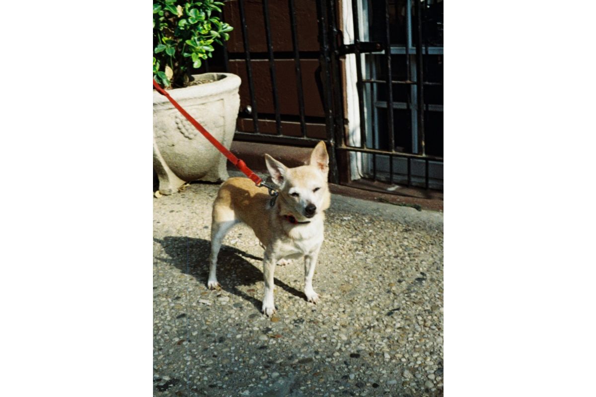 Lomography Color Tiger ISO 200 (110 film)