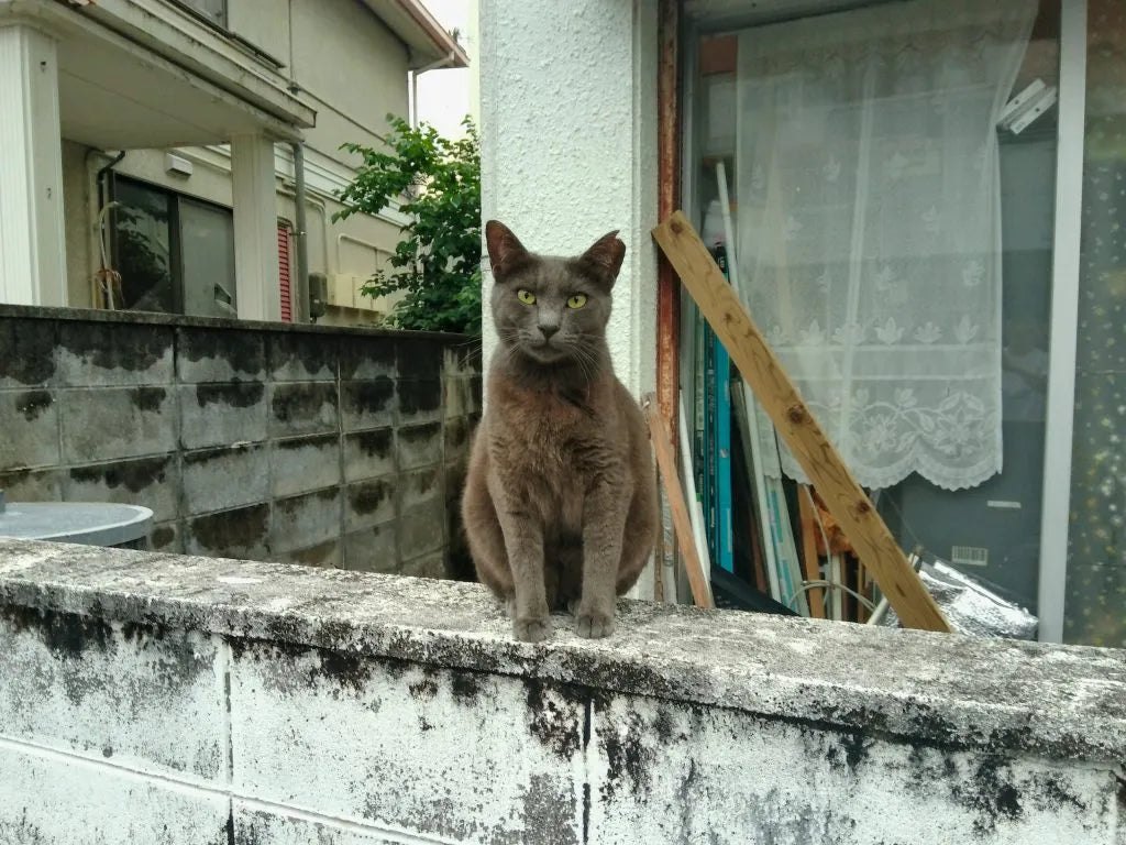 Kodak PIXPRO C1